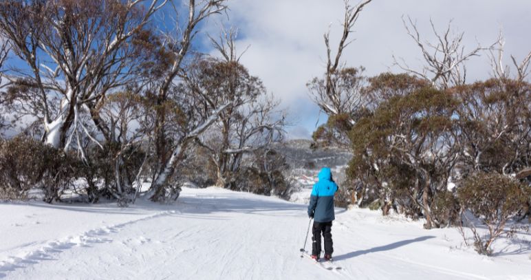 Tree Run at Smiggin Holes in Perisher